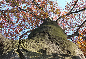 Trunk, Beech Tree HD wallpaper