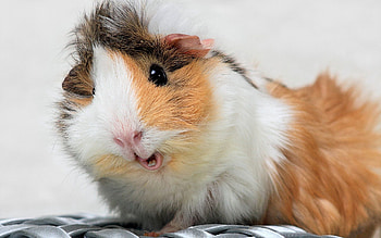 Animals, Fluffy, Spotted, Spotty, Guinea Pig HD wallpaper