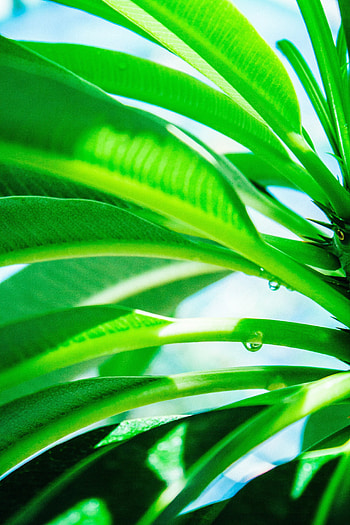 Leaves, Plant, Macro, Light, Light Coloured, Drop HD phone wallpaper