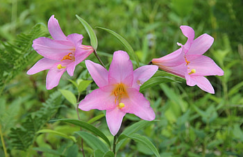 Flowers, Lilies, Blur, Smooth, Greens, Garden HD wallpaper