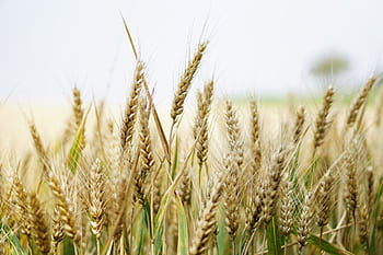 Close-up of ripe wheat ears in a sunny field, showcasing agricultural abundance. HD wallpaper