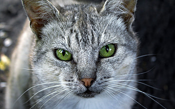 Animals, Cats HD wallpaper