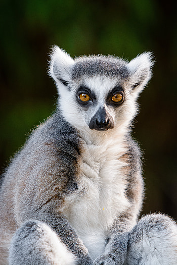 Animals, Sight, Opinion, Wildlife, Animal, Cool, Lemur HD phone wallpaper