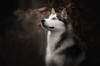 Fluffy snow wolf, Siberian husky, Alaskan Malamute, Enchanting animals HD wallpaper