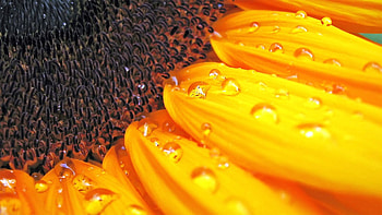 Drops, Flower, Plant, Macro, Petals, Sunflower HD wallpaper