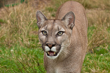 Animals, Puma, Grin, Muzzle HD wallpaper