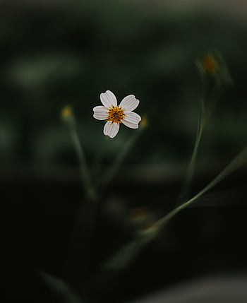 Close-up of a single white flower against a dark green blurred garden background, radiating serene beauty. HD phone wallpaper