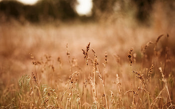 Nature, Autumn, Gold, Ears, Dry, Spikes HD wallpaper