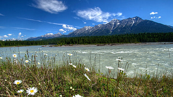 daisies along a powerful river, river, sky, flowers, grass, mountain HD wallpaper