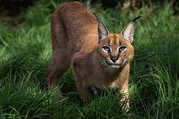 Caracal, , High-definition HD wallpaper