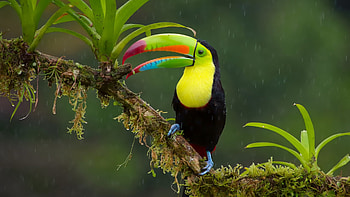 Toucan, 65 unique , Colorful plumage, Exquisite bird HD wallpaper