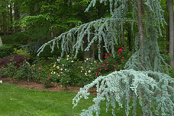 Sunday Walk, summer, sunday, garden, park, walk HD wallpaper