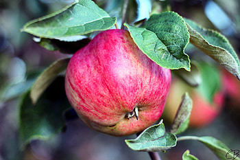 Food, Apple, Branch, Fruit, Ripe, Fetus HD wallpaper