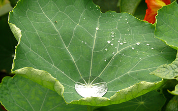 Raindrop Catcher, rain, raindrop, green, leaf, catch, water HD wallpaper