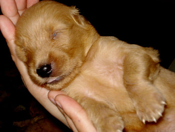 In my hands..., golden puppy, golden retriever pup HD wallpaper