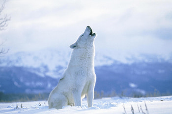Majestic arctic wolf, Snowy habitat, Arctic beauty, Fascinating creature HD wallpaper