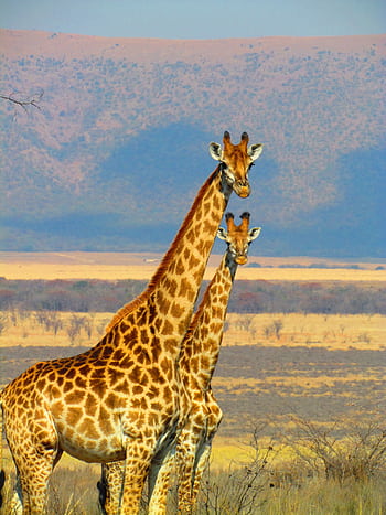 Two giraffes stand majestically against the vast African savanna, showcasing nature's beauty. HD phone wallpaper