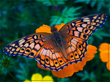 The Frittary, brown grey, black, butterfly frittary, flowers, orange HD wallpaper