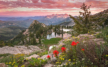 Summer wildflowers in the Wasatch Mountains, Utah, blossoms, landscape, clouds, colors, sky, sunset, usa, cloudscolors HD wallpaper