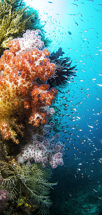 Animal coral, Nature, Underwater, Beautiful HD phone wallpaper
