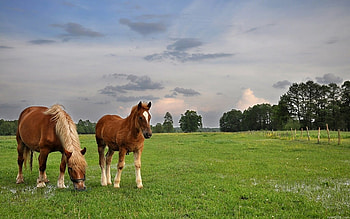 Horses, animal, horse, run, nature, grass HD wallpaper