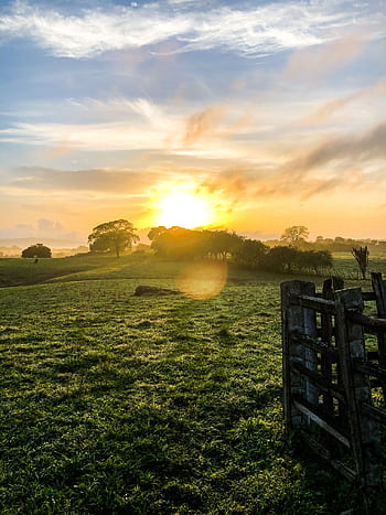 A serene sunrise over a lush, green meadow with trees and a rustic gate, capturing the peaceful rural landscape. HD phone wallpaper