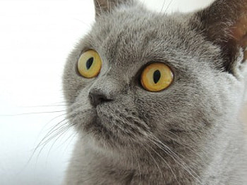 PRITTY KITTY!, animal, eyes, cat, graphy HD wallpaper