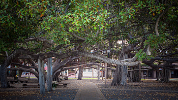 Lahaina reasons, Stay, Maui blog, All about Maui HD wallpaper