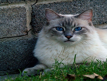 she could not be more cute if she tried, blue, cute, kitty HD wallpaper