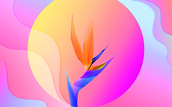Flowers Of Paradise , artist, artwork, digital-art, behance HD wallpaper