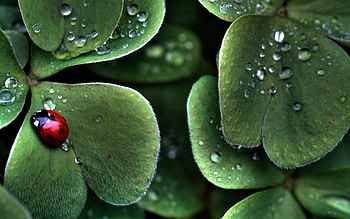 Ladybug with dewdrops, nature, ladybug, bug HD wallpaper