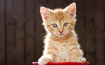 Animals, Cats HD wallpaper
