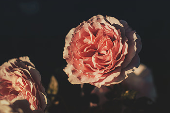 Flowers, Pink, Flower, Rose Flower, Rose, Petals HD wallpaper