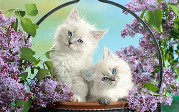 Animals, Cats HD wallpaper