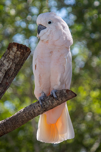Cockatoo, Animals, Salmon Crested HD phone wallpaper