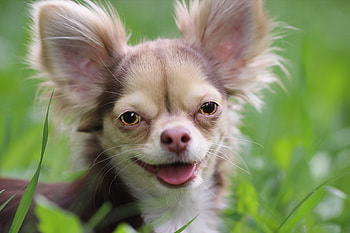 Chihuahua , High-quality , Clear and vibrant, Cute dog HD wallpaper