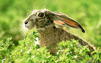 Animals, Grass, Shine, Light, Muzzle, Ears, Hare HD wallpaper