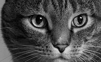Cat, animal, white, black, skin, face, bw HD wallpaper