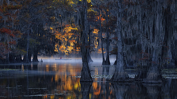 Caddo Lake, Cypress Tree HD wallpaper