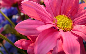 Plants, Flowers HD wallpaper