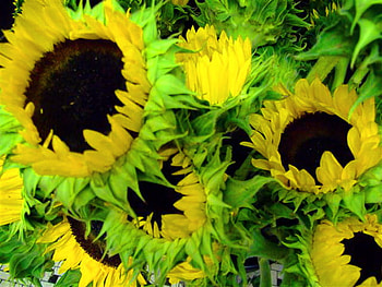 September sunflowers, sunlight, sunflowers, green, flowers, yellow and black HD wallpaper