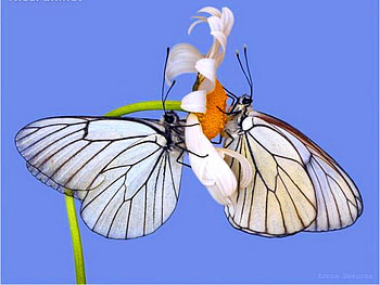 White wings, blue sky, butterflies, two, white, black, stem HD wallpaper