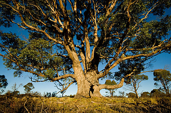 Gold grows, Eucalyptus trees, Unique treasures HD wallpaper