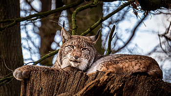 The Eurasian, Bobcat (Red Lynx) HD wallpaper