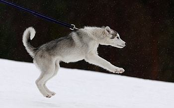 Husky pup pulls on leash, Training, Husky, Aviemore, Scotland, Leash, Jan 23 2015, Pup, Pulls HD wallpaper