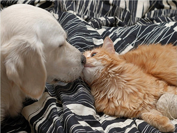 Dog Love Cat, animal, dog, kitten, puppy, love, cat HD wallpaper