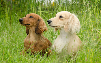 Animals, Dogs, Grass, Fluffy, Couple, Pair, Stroll, Dachshund HD wallpaper