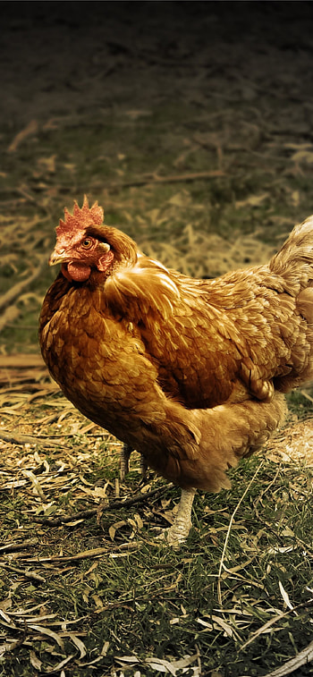 Hen (Animals), Hen , for mobile, Chicken HD phone wallpaper