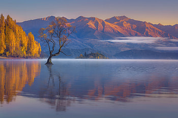 Tree In Lake Wanaka, tree, lake, nature HD wallpaper