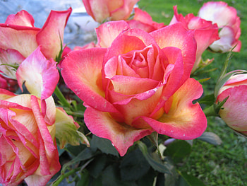 Roses, red-yellow, graveyard, green HD wallpaper